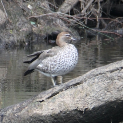 Chenonetta jubata (Australian Wood Duck) at Albury - 5 Feb 2021 by PaulF