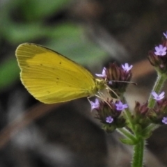 Eurema smilax (Small Grass-yellow) at Gigerline Nature Reserve - 5 Feb 2021 by JohnBundock