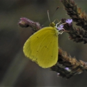 Eurema smilax at Tennent, ACT - 5 Feb 2021