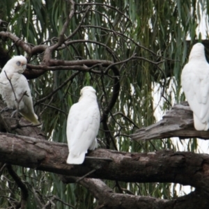 Cacatua sanguinea at South Albury, NSW - 5 Feb 2021