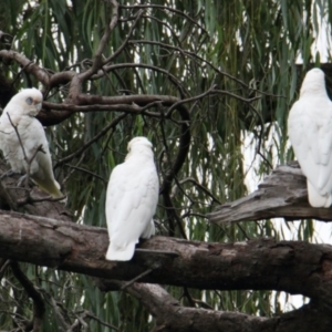 Cacatua sanguinea at South Albury, NSW - 5 Feb 2021 10:42 AM