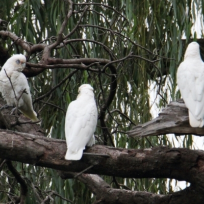 Cacatua sanguinea (Little Corella) at South Albury, NSW - 5 Feb 2021 by PaulF