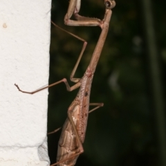 Archimantis latistyla (Stick Mantis, Large Brown Mantis) at Melba, ACT - 30 Jan 2021 by kasiaaus