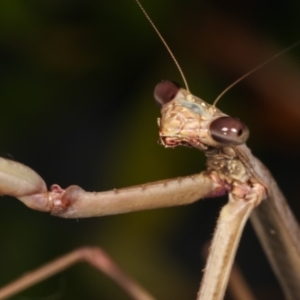 Archimantis latistyla at Melba, ACT - 30 Jan 2021 10:42 PM