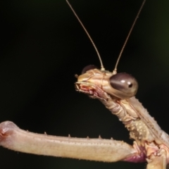 Archimantis latistyla at Melba, ACT - 30 Jan 2021