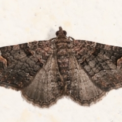 Epyaxa sodaliata (Sodaliata Moth, Clover Moth) at Melba, ACT - 30 Jan 2021 by kasiaaus