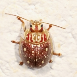 Paropsis geographica at Melba, ACT - 30 Jan 2021