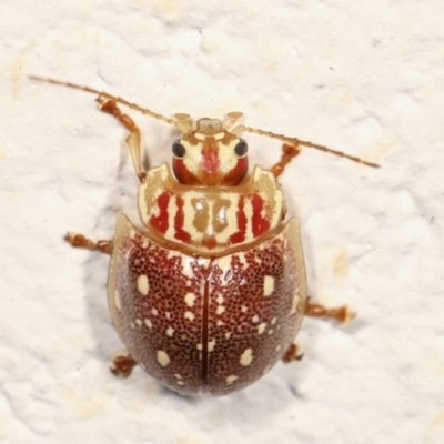 Paropsis geographica (Tortoise beetle) at Melba, ACT - 30 Jan 2021 by kasiaaus