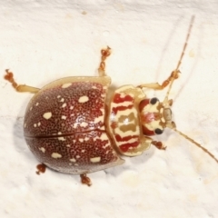 Paropsis geographica at Melba, ACT - 30 Jan 2021 10:34 PM