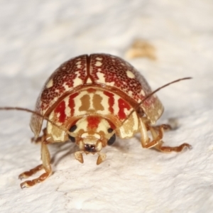 Paropsis geographica at Melba, ACT - 30 Jan 2021