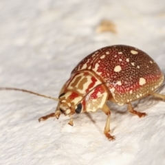 Paropsis geographica at Melba, ACT - 30 Jan 2021