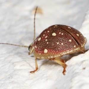 Paropsis geographica at Melba, ACT - 30 Jan 2021 10:34 PM