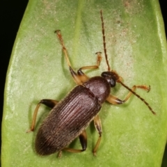 Homotrysis macleayi (Comb-clawed beetle) at Melba, ACT - 30 Jan 2021 by kasiaaus
