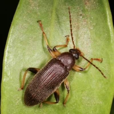 Homotrysis macleayi (Comb-clawed beetle) at Melba, ACT - 30 Jan 2021 by kasiaaus