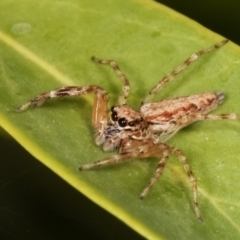 Helpis minitabunda (Threatening jumping spider) at Melba, ACT - 30 Jan 2021 by kasiaaus