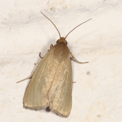 Heliocheilus (genus) (Heliothine moths) at Melba, ACT - 30 Jan 2021 by kasiaaus