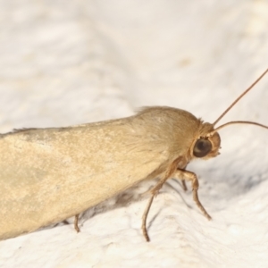 Heliocheilus (genus) at Melba, ACT - 30 Jan 2021 11:58 PM