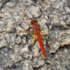 Diplacodes haematodes (Scarlet Percher) at Gigerline Nature Reserve - 5 Feb 2021 by JohnBundock