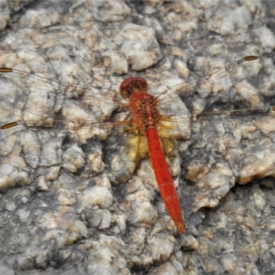 Diplacodes haematodes (Scarlet Percher) at Gigerline Nature Reserve - 5 Feb 2021 by JohnBundock