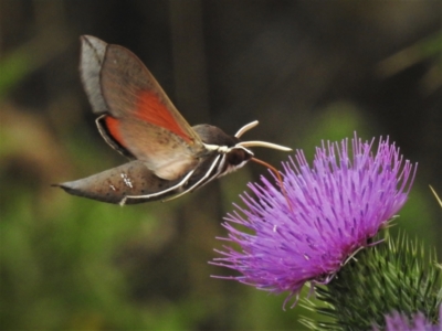 Hippotion scrofa (Coprosma Hawk Moth) at Tharwa, ACT - 5 Feb 2021 by JohnBundock