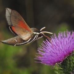 Hippotion scrofa (Coprosma Hawk Moth) at Tharwa, ACT - 5 Feb 2021 by JohnBundock