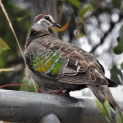 Phaps chalcoptera (Common Bronzewing) at Paddys River, ACT - 5 Feb 2021 by JohnBundock