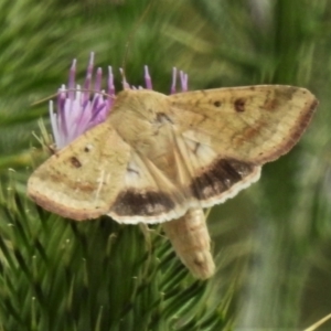 Helicoverpa armigera at Tharwa, ACT - 5 Feb 2021