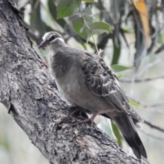 Phaps chalcoptera (Common Bronzewing) at Paddys River, ACT - 5 Feb 2021 by JohnBundock