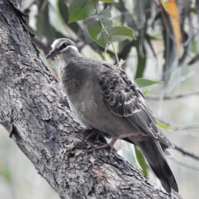 Phaps chalcoptera (Common Bronzewing) at Gibraltar Pines - 5 Feb 2021 by JohnBundock