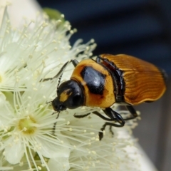 Castiarina maculicollis (Black spot jewel beetle) at Yass River, NSW - 5 Feb 2021 by SenexRugosus