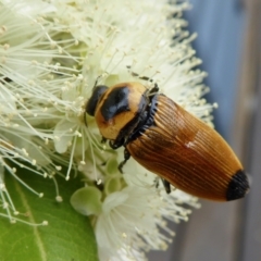 Castiarina maculicollis at Yass River, NSW - 5 Feb 2021