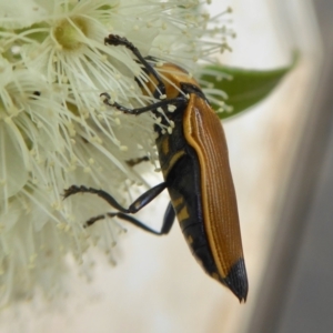 Castiarina maculicollis at Yass River, NSW - 5 Feb 2021