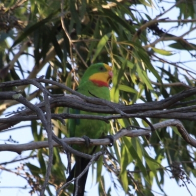 Polytelis swainsonii (Superb Parrot) at Hughes, ACT - 2 Feb 2021 by JackyF