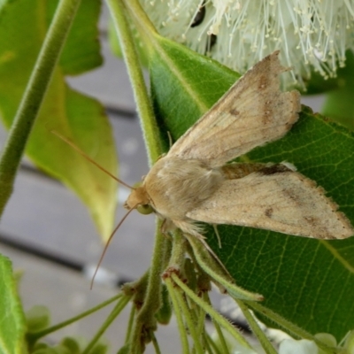 Helicoverpa armigera (Cotton bollworm, Corn earworm) at Yass River, NSW - 5 Feb 2021 by SenexRugosus