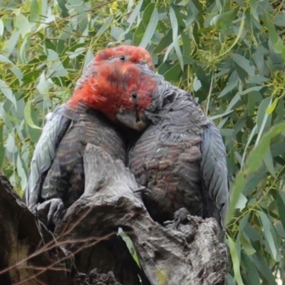 Callocephalon fimbriatum (Gang-gang Cockatoo) at Red Hill to Yarralumla Creek - 5 Feb 2021 by JackyF