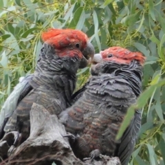 Callocephalon fimbriatum at Hughes, ACT - suppressed