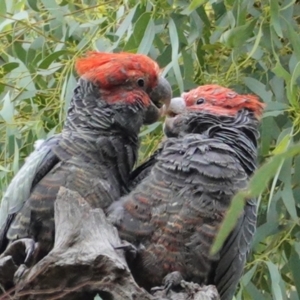 Callocephalon fimbriatum at Hughes, ACT - 5 Feb 2021