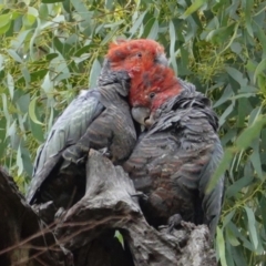 Callocephalon fimbriatum at Hughes, ACT - 5 Feb 2021