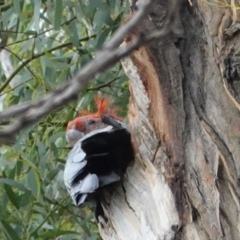 Callocephalon fimbriatum at Hughes, ACT - 5 Feb 2021