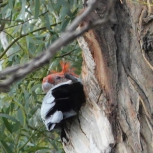 Callocephalon fimbriatum at Hughes, ACT - 5 Feb 2021