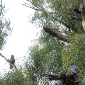 Callocephalon fimbriatum at Hughes, ACT - 5 Feb 2021