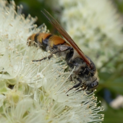 Radumeris tasmaniensis (Yellow Hairy Flower Wasp) at Rugosa - 5 Feb 2021 by SenexRugosus