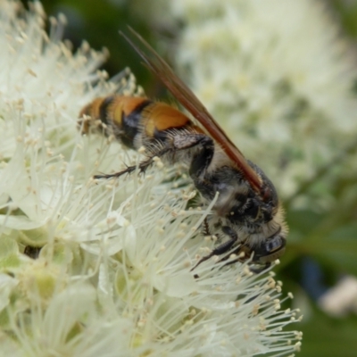 Radumeris tasmaniensis (Yellow Hairy Flower Wasp) at Yass River, NSW - 5 Feb 2021 by SenexRugosus