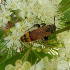 Radumeris tasmaniensis at Yass River, NSW - 5 Feb 2021