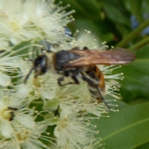 Radumeris tasmaniensis at Yass River, NSW - 5 Feb 2021