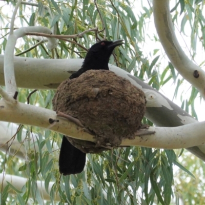 Corcorax melanorhamphos (White-winged Chough) at Deakin, ACT - 4 Feb 2021 by JackyF