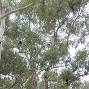 Corcorax melanorhamphos at Deakin, ACT - 4 Feb 2021