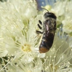Megachile sp. (several subgenera) (Resin Bees) at Yass River, NSW - 4 Feb 2021 by SenexRugosus