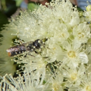 Megachile sp. (several subgenera) at Yass River, NSW - 4 Feb 2021