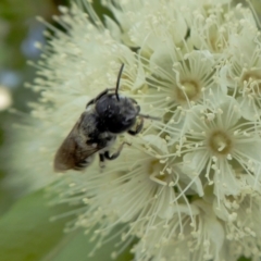 Megachile sp. (several subgenera) at Yass River, NSW - 4 Feb 2021